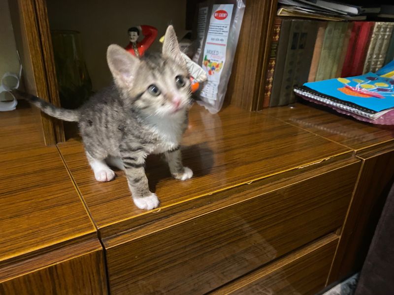 Бесплатно котенок в хорошие руки Бесплатно котенок в хорошие руки