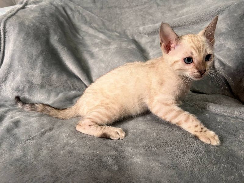 Бенгальские элитные котята Бенгальские элитные котята