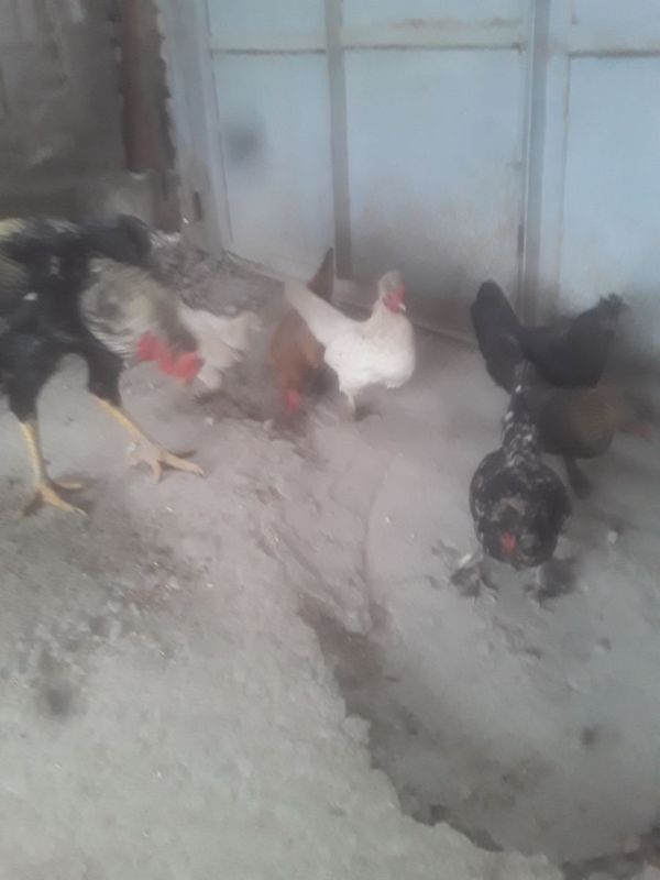 Yapon tovuqlar. Kurk bugan 3 tasi. Tuxumda. Yapon tovuqlar. Kurk bugan 3 tasi. Tuxumda.