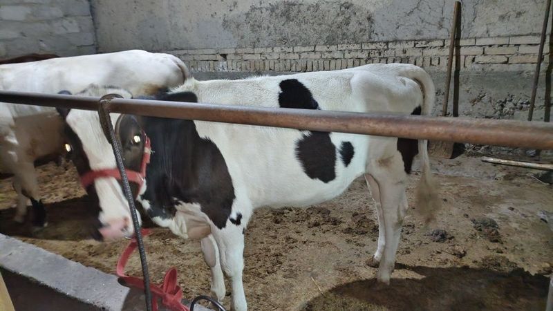 Mestni mollar sotiladi Mestni mollar sotiladi