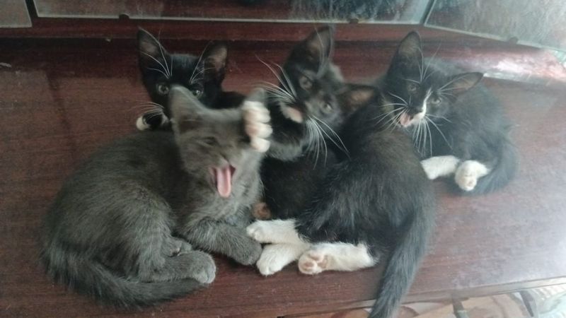 Милые котики мальчики Милые котики мальчики