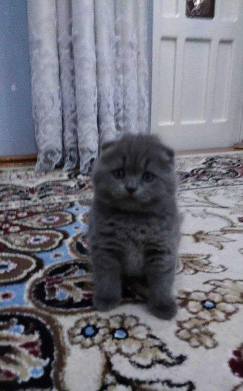 Scottish fold va Scottish straight sotiladi Scottish fold va Scottish straight sotiladi
