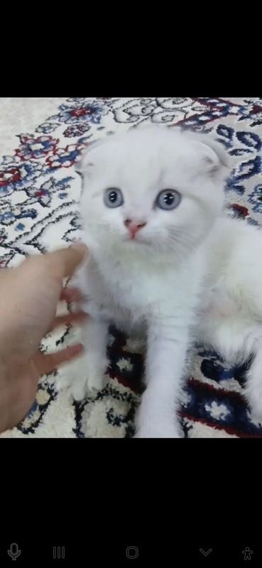 Zoti skotish fold Rangi oq 4 oylik o'g'il Zoti skotish fold Rangi oq 4 oylik o'g'il