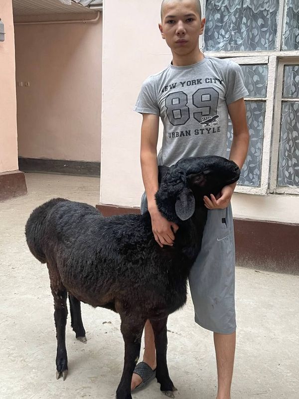 Qoʻy 40 45 kilodan oshu 6 milionda Qoʻy 40 45 kilodan oshu 6 milionda