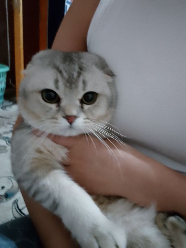 Вязка кота!!! Scottish fold