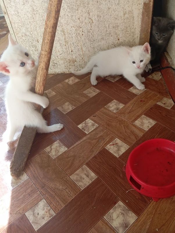 Продаются котята