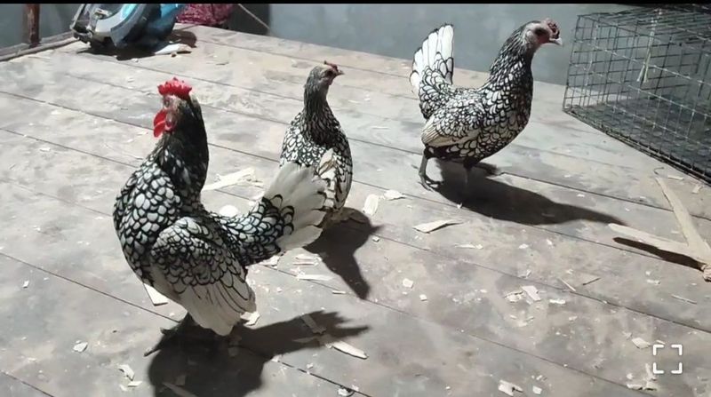 SIBRAYT va FENIKS zotli tovuq tuxumlari