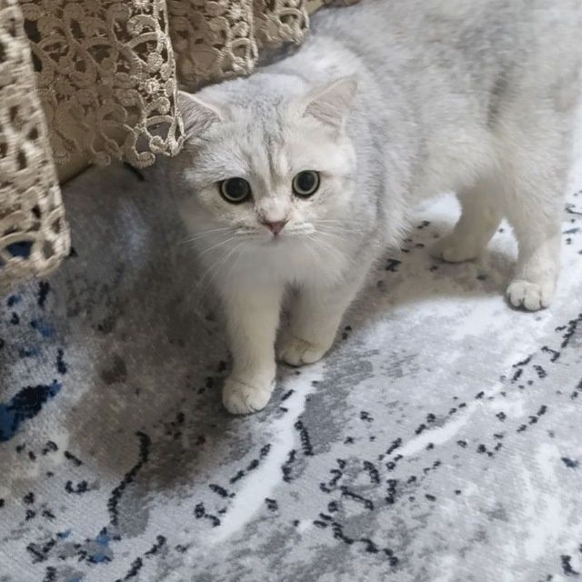 Biritanski shinshilla viyaska