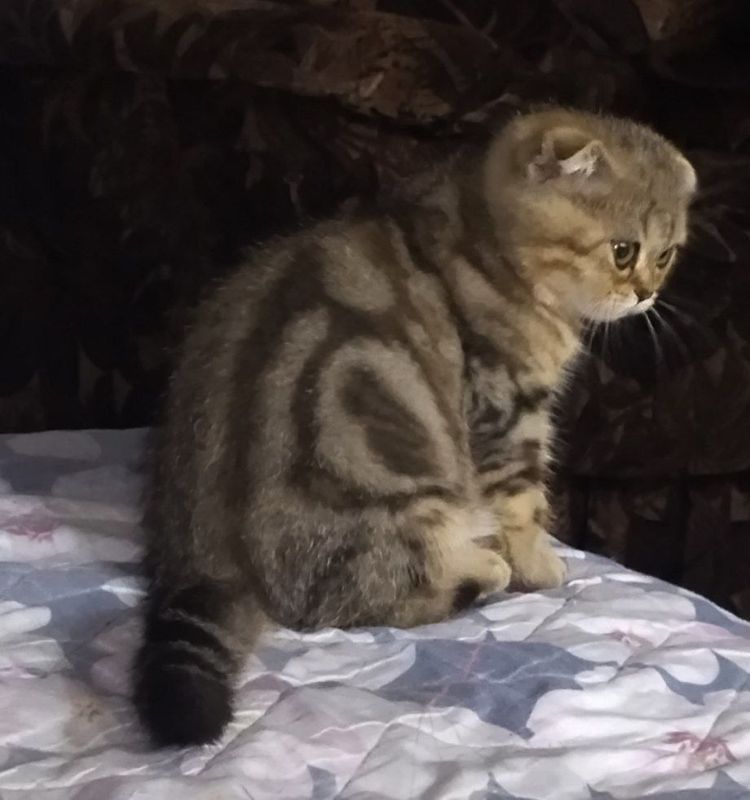 В продаже шотландские котята В продаже шотландские котята