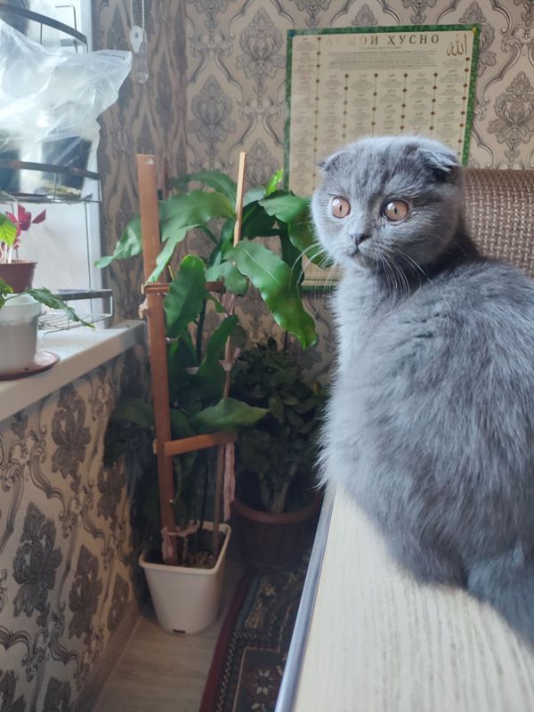 Scottish Fold мальчик Scottish Fold мальчик