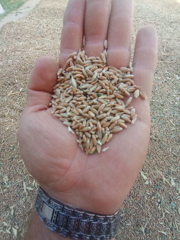 Tritikale bugʻdoyi тритикале Tritikale bugʻdoyi тритикале