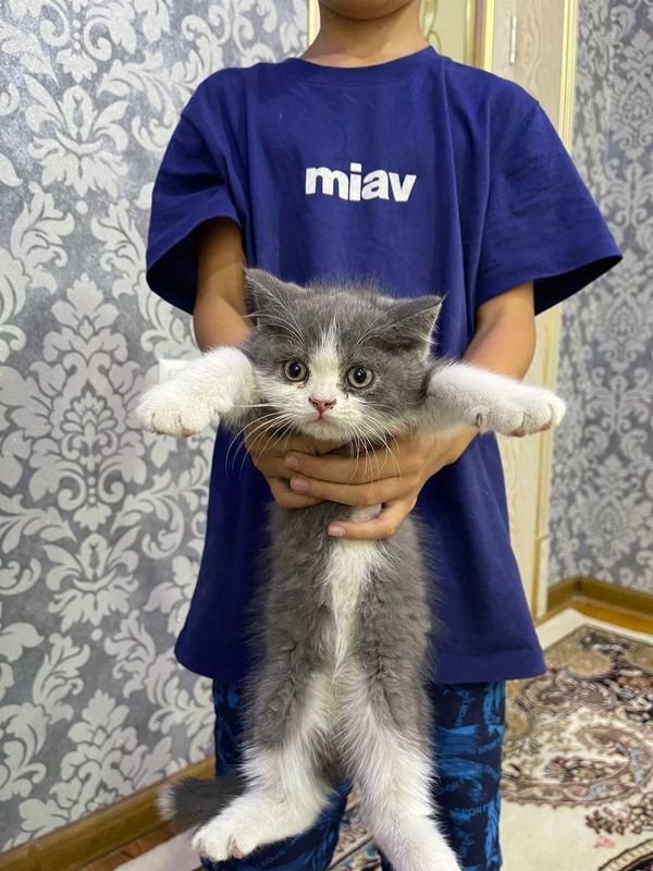Британские котята