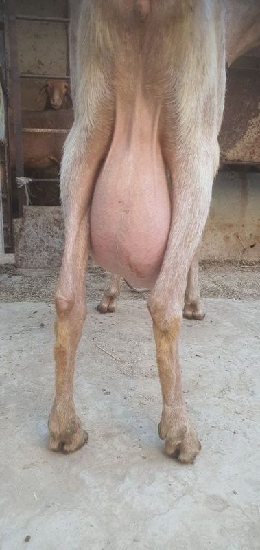 Zotdor echki 2 litr suti bor nubin zotdan Zotdor echki 2 litr suti bor nubin zotdan