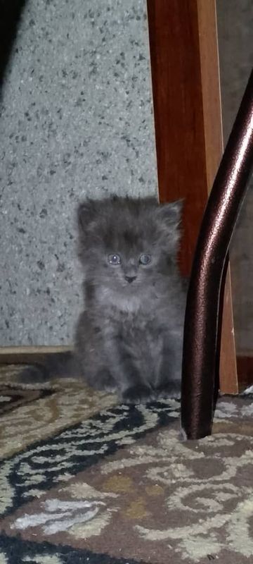 Британская кошка Британская кошка