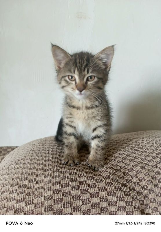 Котята 2 месяца, просто так в хорошие руки