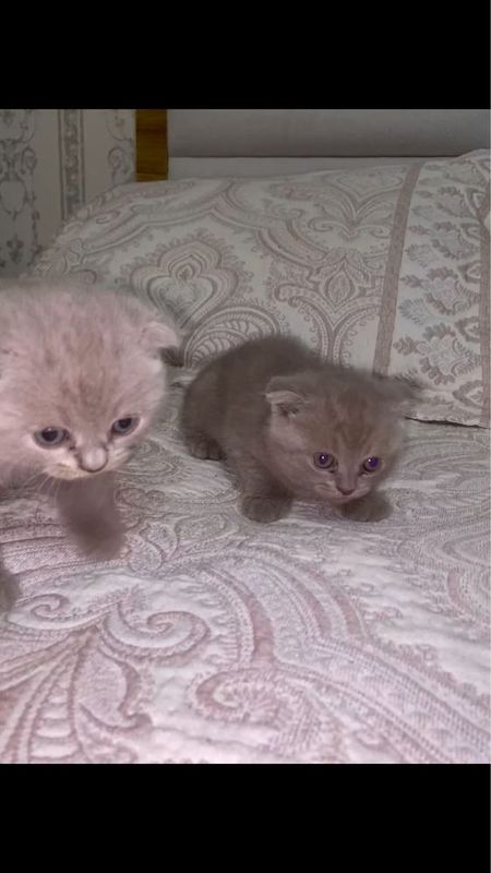 Кошки Скотиш по 3 месяца Кошки Скотиш по 3 месяца