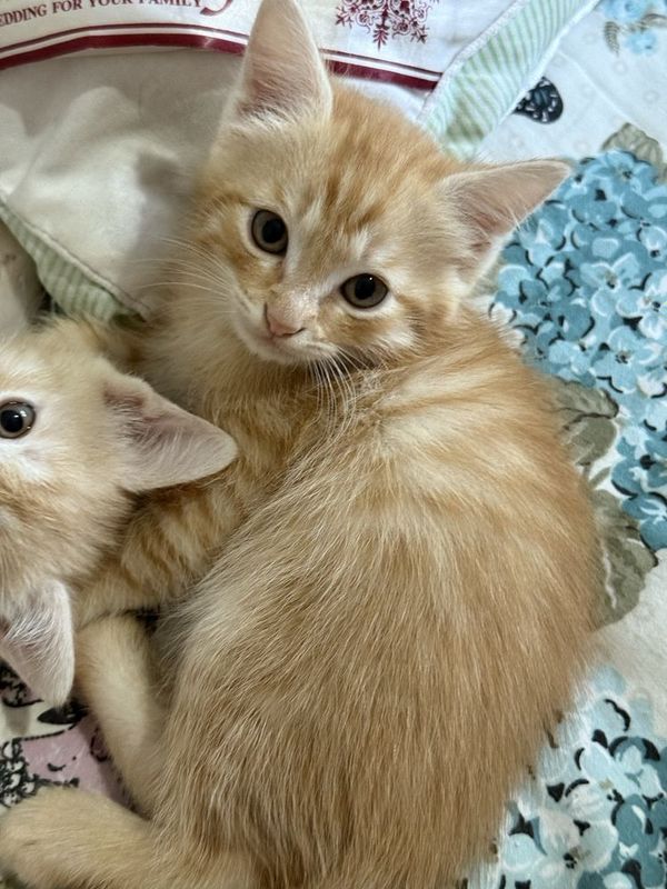 Рыжий котенок- девочка Рыжий котенок- девочка