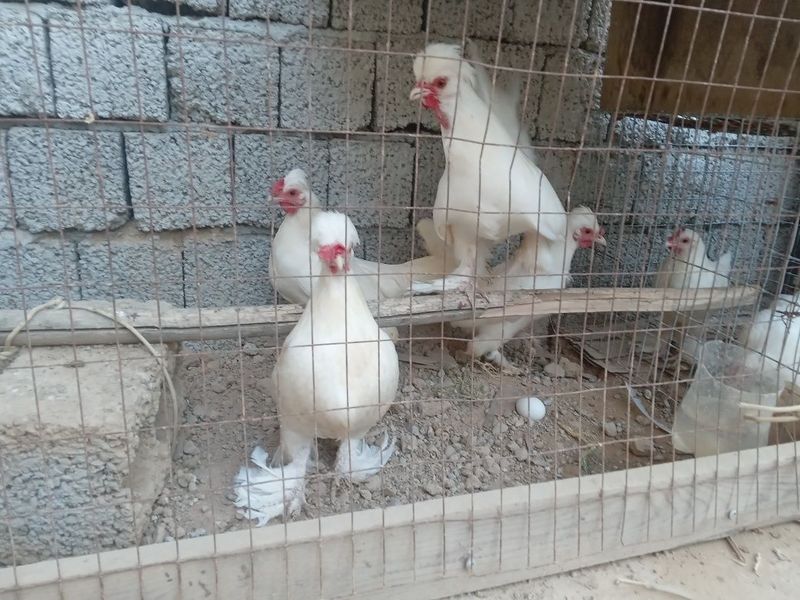 Yapon 3 ta tovuk va horoz sotiladi Yapon 3 ta tovuk va horoz sotiladi