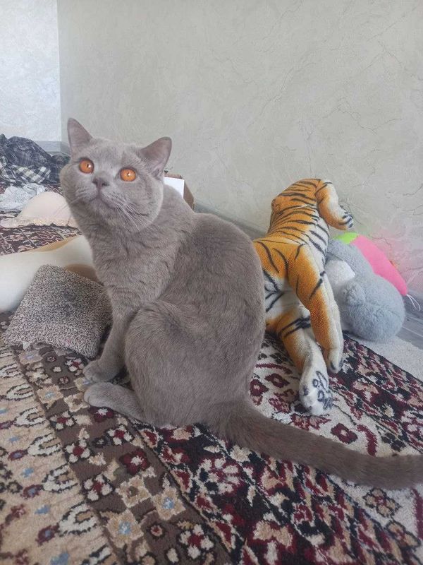 Пышык породный. Скотиш страйк. Британский. Пышык породный. Скотиш страйк. Британский.