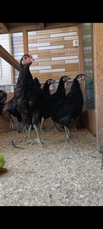 Qorashaxzoda jo'jalari sotiladi