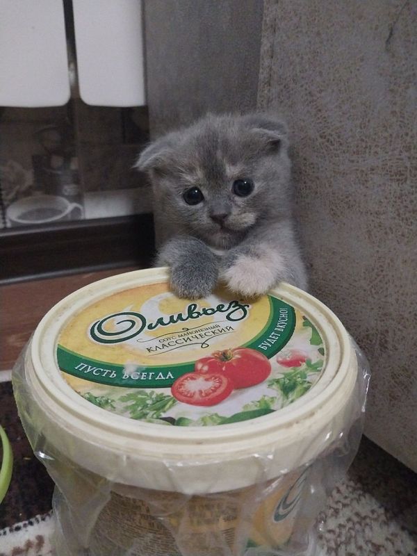 Продаются котята Продаются котята