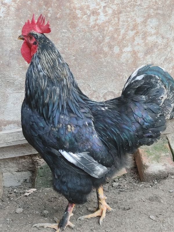 Xoroz tovuqlar va jojalar bor Xoroz tovuqlar va jojalar bor