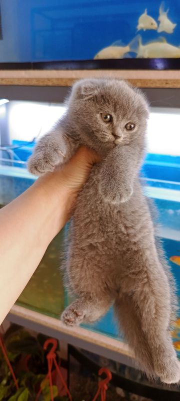 Продается шотландский котята Продается шотландский котята