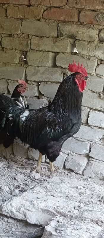 Gigant qorashaxzoda xõroz