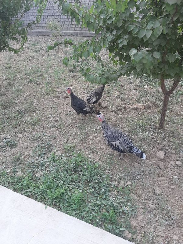 Sog'lom uyda o'stirilgan kurkalar sotiladi