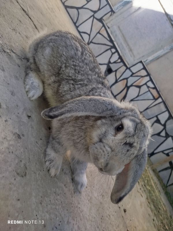 Zotdor zoʻr quyonlar Zotdor zoʻr quyonlar