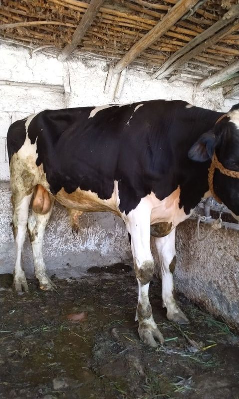 Zottor buqa sotilad. Zottor buqa sotilad.