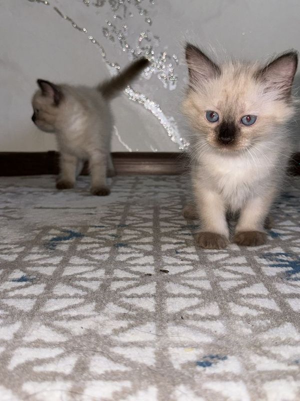 Сиамская кошка, котята Siamskiy mushuk Сиамская кошка, котята Siamskiy mushuk