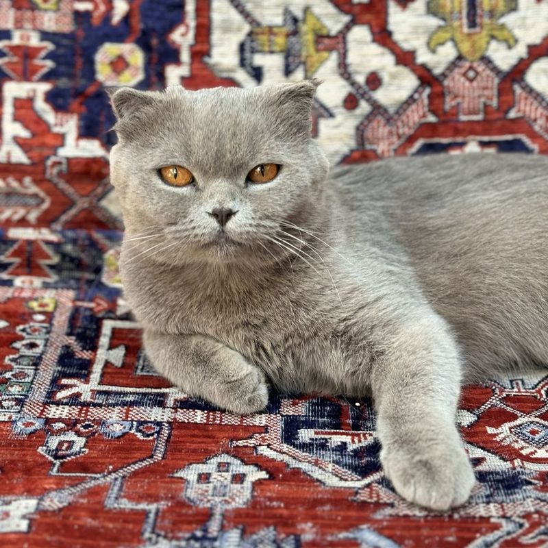 Шотландская вислоухая кошка