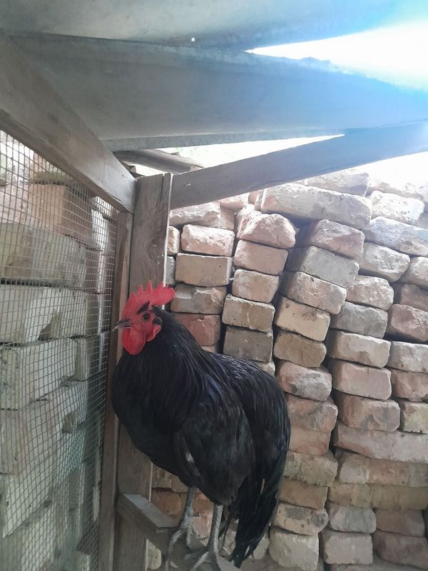 Qora shagzoda xoroz sotiladi Qora shagzoda xoroz sotiladi