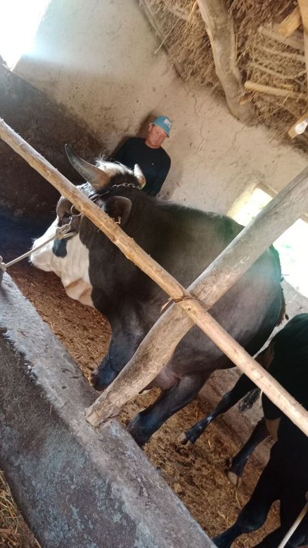 Novvoslar sotiladi soni 3 ta Novvoslar sotiladi soni 3 ta