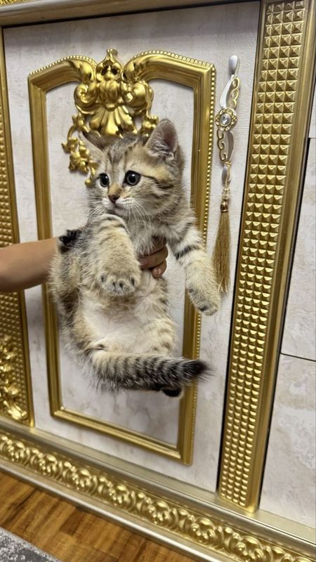 Mushuk shinshilla bolalari Mushuk shinshilla bolalari