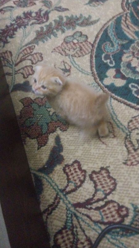 Британский котик 1 месяц Британский котик 1 месяц