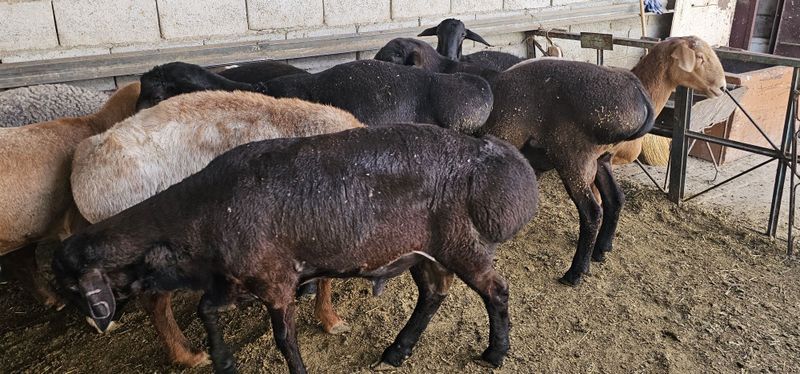Кучкорлар Сотилади Кучкорлар Сотилади