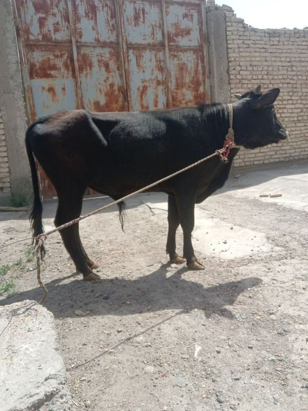 Buqa sotiladi soğlom Buqa sotiladi soğlom