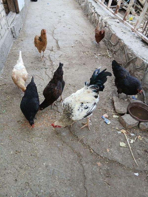 Xonagi tovuqlar tezda sotiladi Xonagi tovuqlar tezda sotiladi