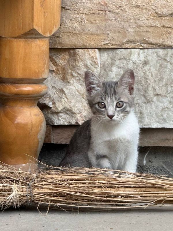 Отдам кота в добрые руки Отдам кота в добрые руки