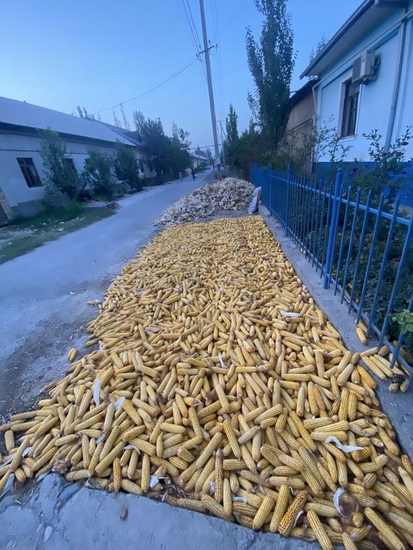 Makka yani don sotilasi kilosi 4 mingdan Namangan viloyati Uchqoʻrgʻon