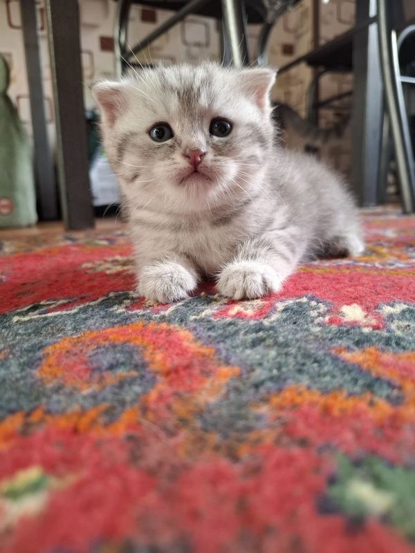 Котята на продажу Котята на продажу