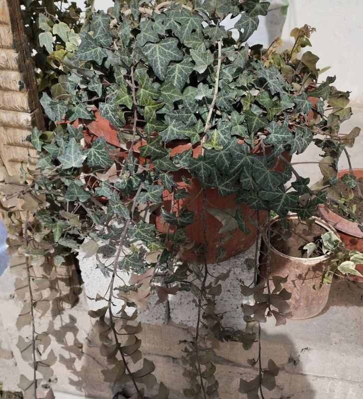 pulush