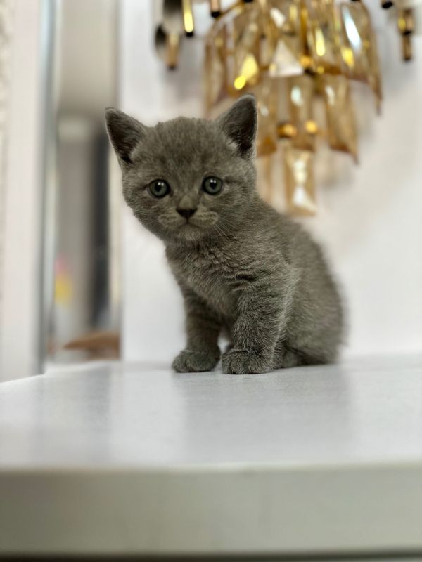 Продаётся котенок скотиш страйт Продаётся котенок скотиш страйт