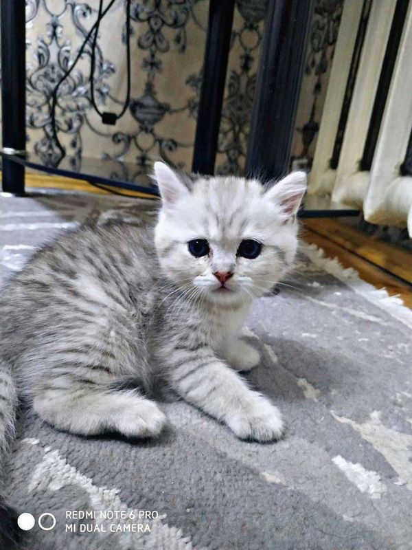 Котята скоттиш страйт Котята скоттиш страйт