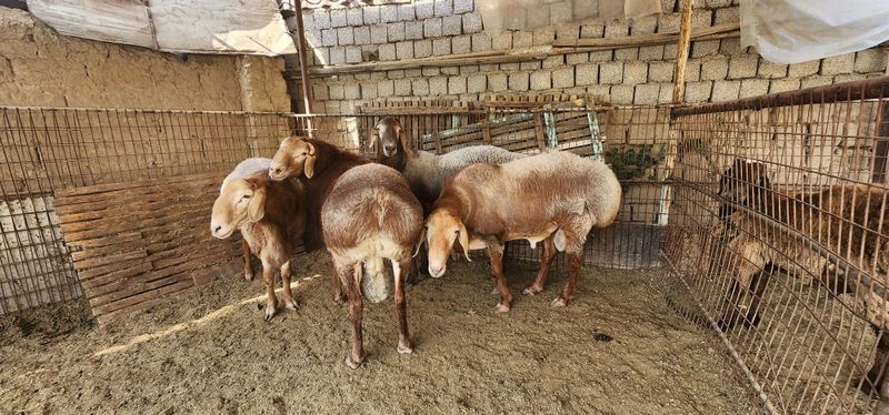 Уругликка Арашан кучкорлар сотилади,2тиш бузган Уругликка Арашан кучкорлар сотилади,2тиш бузган