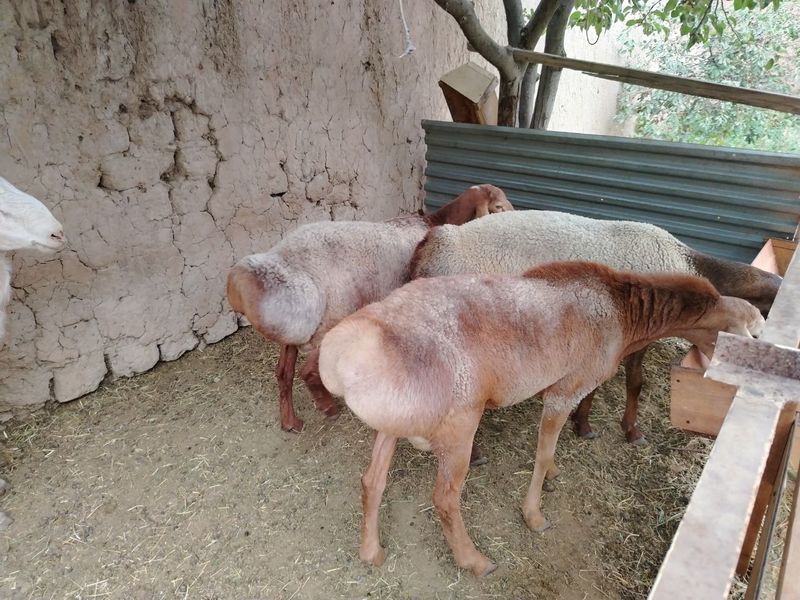 Qo'ylar sotiladi Qo'ylar sotiladi