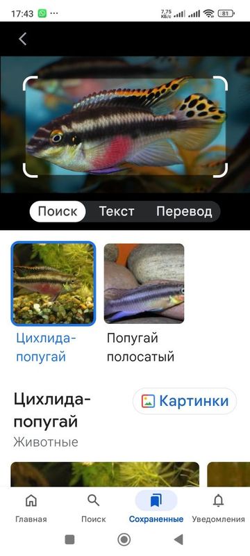 Цихлиды попугайчики Цихлиды попугайчики