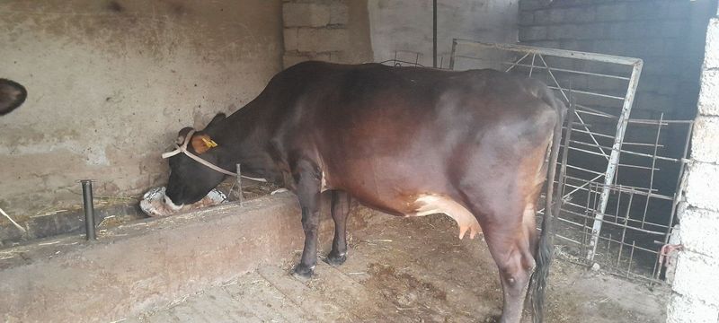 Sigir qornida 4 oylik bolasi bor Sigir qornida 4 oylik bolasi bor